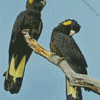 Yellow Tailed Black Cockatoo Bird Diamond Painting