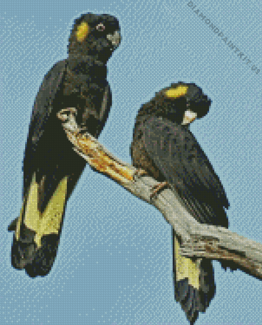 Yellow Tailed Black Cockatoo Bird Diamond Painting