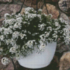 Alyssum Hanging Basket Diamond Painting