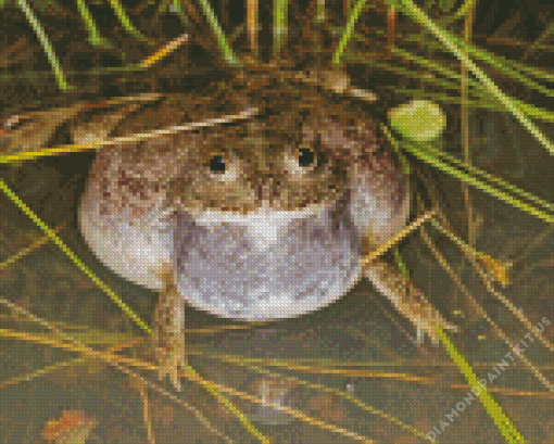 Big Water Holding Frog Diamond Painting