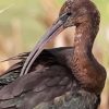 Black Ibis Bird Diamond Painting