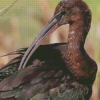 Black Ibis Bird Diamond Painting