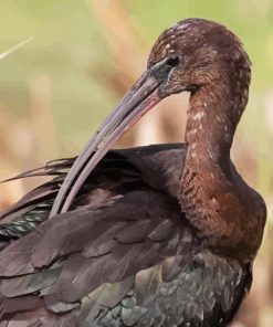 Black Ibis Bird Diamond Painting