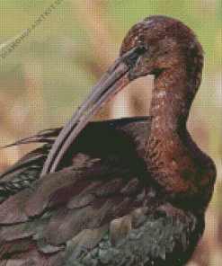 Black Ibis Bird Diamond Painting