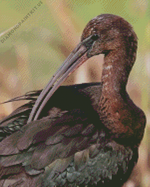 Black Ibis Bird Diamond Painting