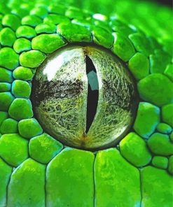 Close Up Rattlesnake Eye Diamond Painting