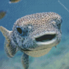 Cute Puffer Fish Diamond Painting