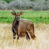 Cute Nyala Diamond Painting