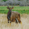 Cute Nyala Diamond Painting