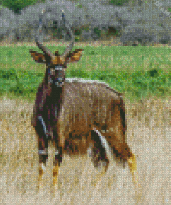 Cute Nyala Diamond Painting