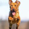 Irish Terrier Dog Diamond Painting