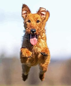 Irish Terrier Dog Diamond Painting