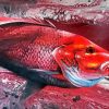 Red Snapper Art Diamond Painting