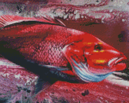 Red Snapper Art Diamond Painting