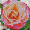 Rosa Peace Plant Diamond Painting