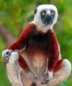 Sifaka Animal Art Diamond Painting