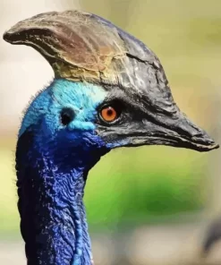 Cassowary Diamond Painting