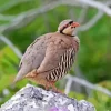 Chukar Bird Diamond Painting