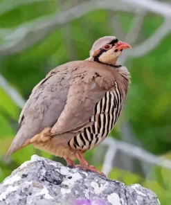 Chukar Bird Diamond Painting