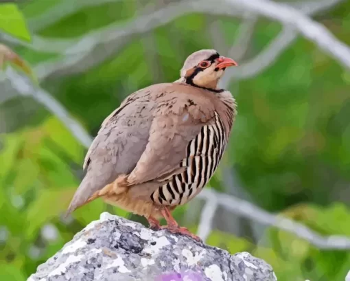 Chukar Bird Diamond Painting