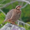 Chukar Bird Diamond Painting