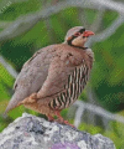 Chukar Bird Diamond Painting