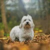 Coton Tulear Diamond Painting