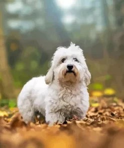 Coton Tulear Diamond Painting