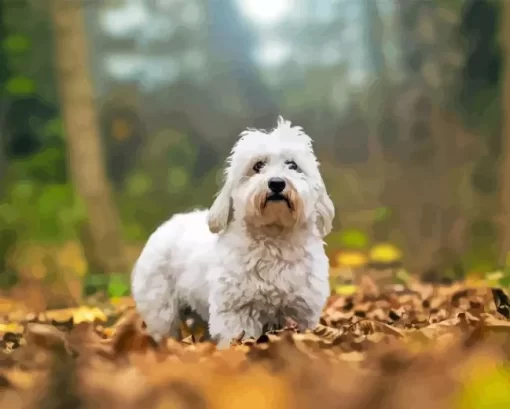 Coton Tulear Diamond Painting