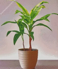 Dracaena Diamond Painting