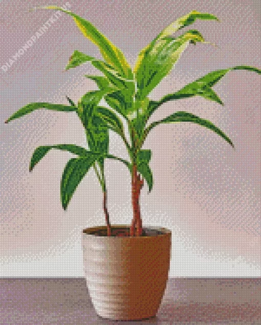 Dracaena Diamond Painting