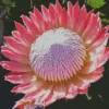 King Protea Diamond Painting