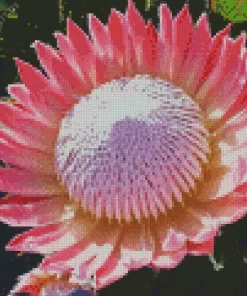 King Protea Diamond Painting