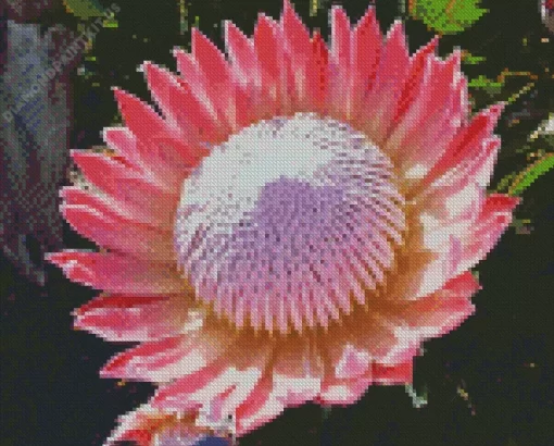 King Protea Diamond Painting