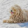 Komondor Diamond Painting