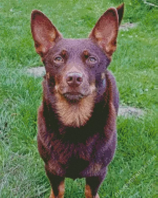 Lancashire Heeler Diamond Painting