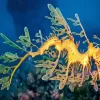 Leafy Seadragon Fish Diamond Painting