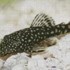 Pleco Fish Diamond Painting