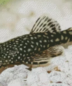 Pleco Fish Diamond Painting