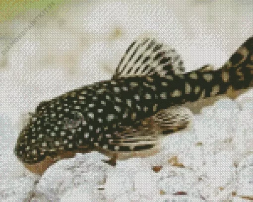 Pleco Fish Diamond Painting