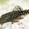 Pleco Fish Diamond Painting