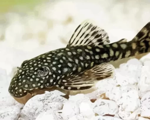 Pleco Fish Diamond Painting