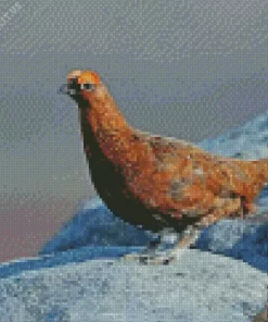 Red Grouse Diamond Painting