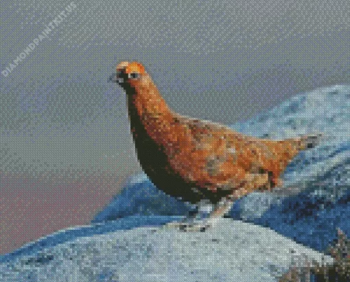 Red Grouse Diamond Painting