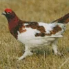 Willow Ptarmigan Diamond Painting