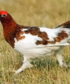 Willow Ptarmigan Diamond Painting