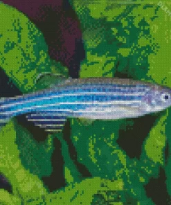 Zebrafish Diamond Painting