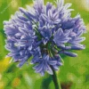 Agapanthus Diamond Painting