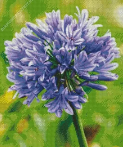 Agapanthus Diamond Painting