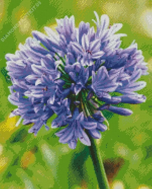 Agapanthus Diamond Painting